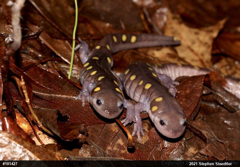 Spotted Salamander