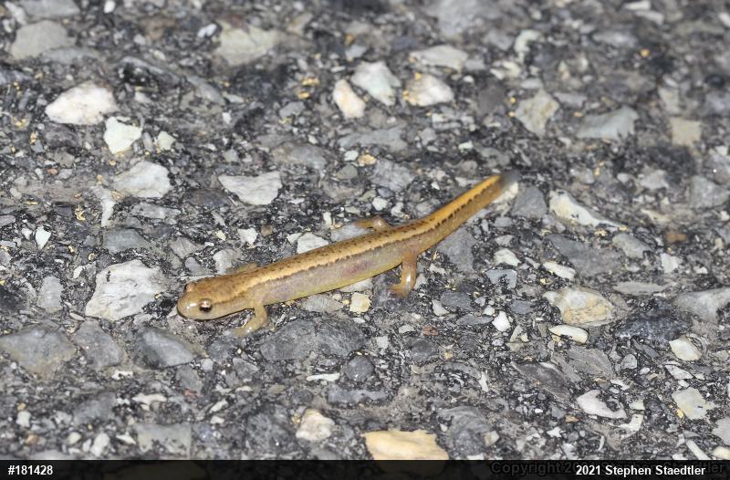Northern Two-lined Salamander