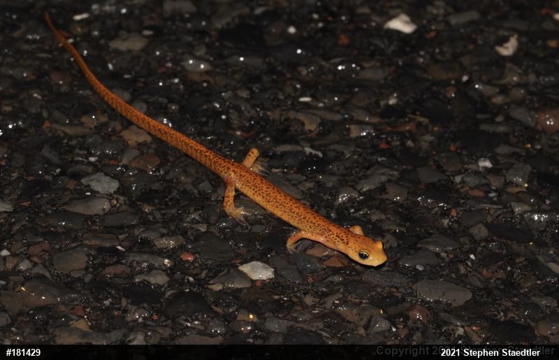 Eastern Long-tailed Salamander