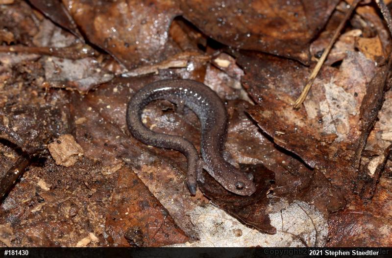 Eastern Red-backed  Salamander