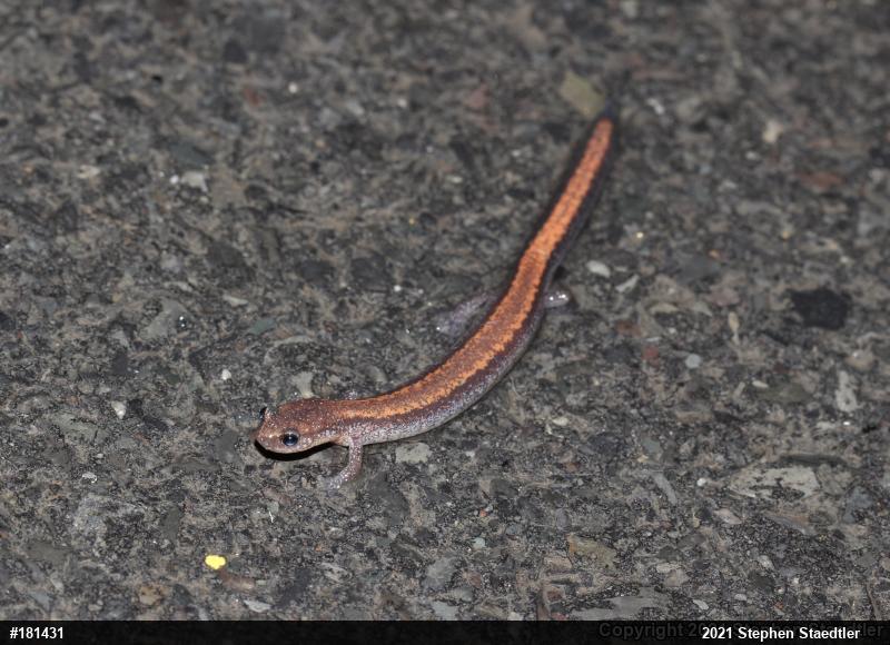 Eastern Red-backed  Salamander