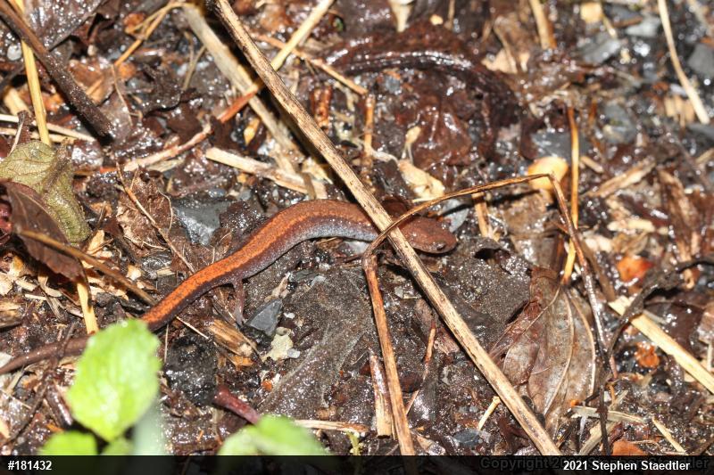 Eastern Red-backed  Salamander