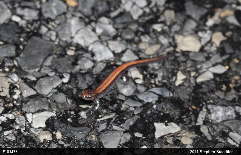 Eastern Red-backed  Salamander