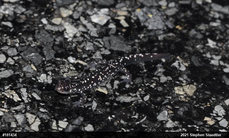 Northern Slimy Salamander