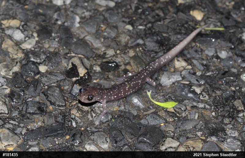 Northern Slimy Salamander