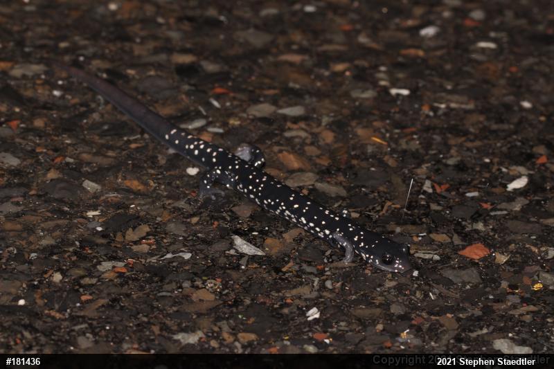 Northern Slimy Salamander
