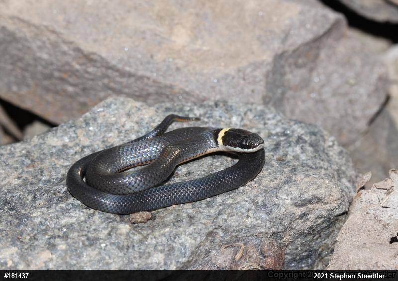 Northern Ring-necked Snake