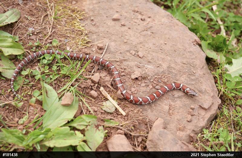 Eastern Milksnake