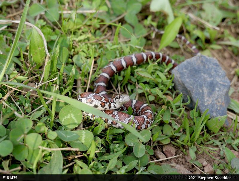 Eastern Milksnake