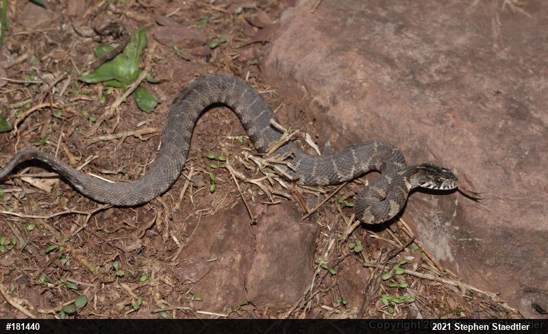 Northern Watersnake