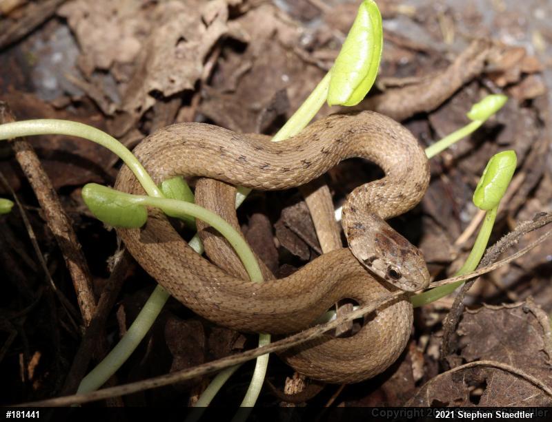 Dekay's Brownsnake