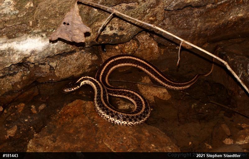 Eastern Gartersnake