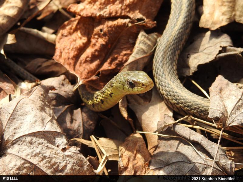 Eastern Gartersnake
