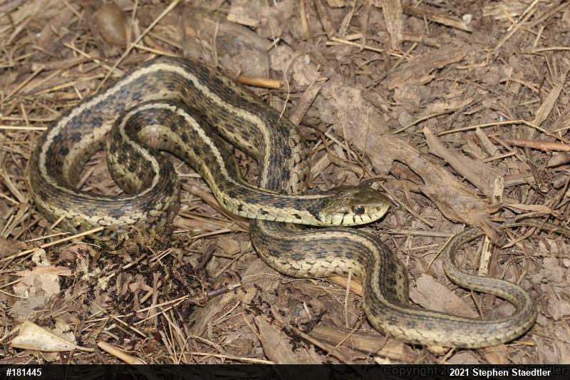 Eastern Gartersnake