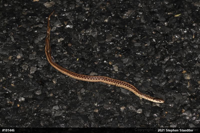 Eastern Gartersnake