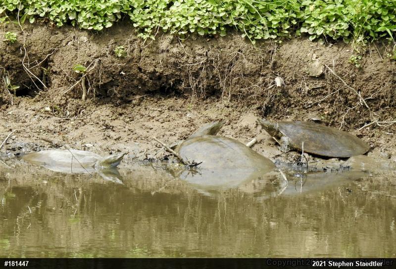 Eastern Spiny Softshell