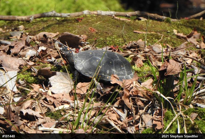 Spotted Turtle