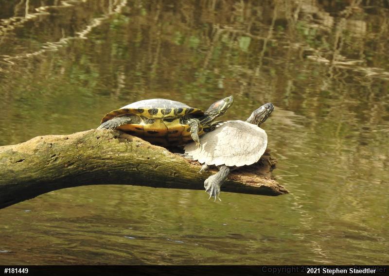 Northern Map Turtle