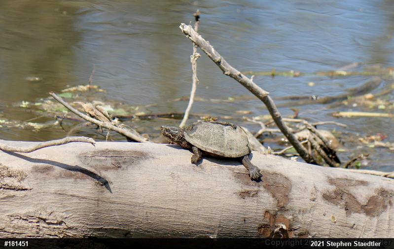 Eastern Musk Turtle