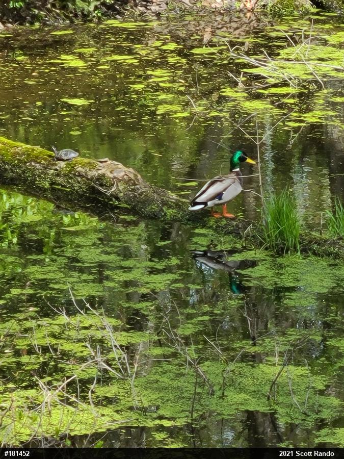Painted Turtle