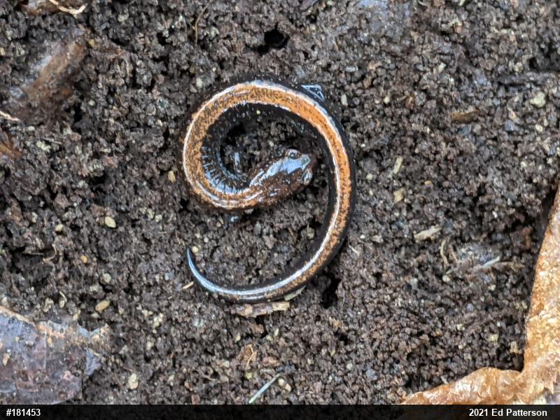Eastern Red-backed  Salamander