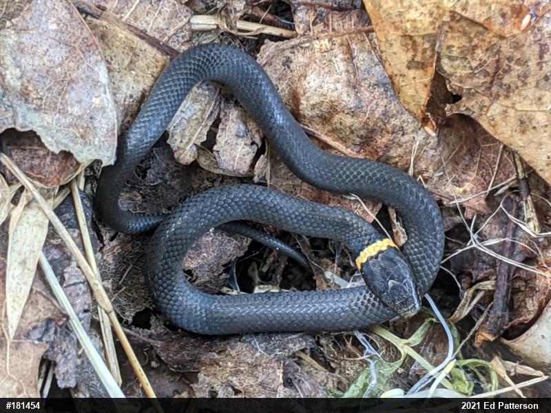 Northern Ring-necked Snake