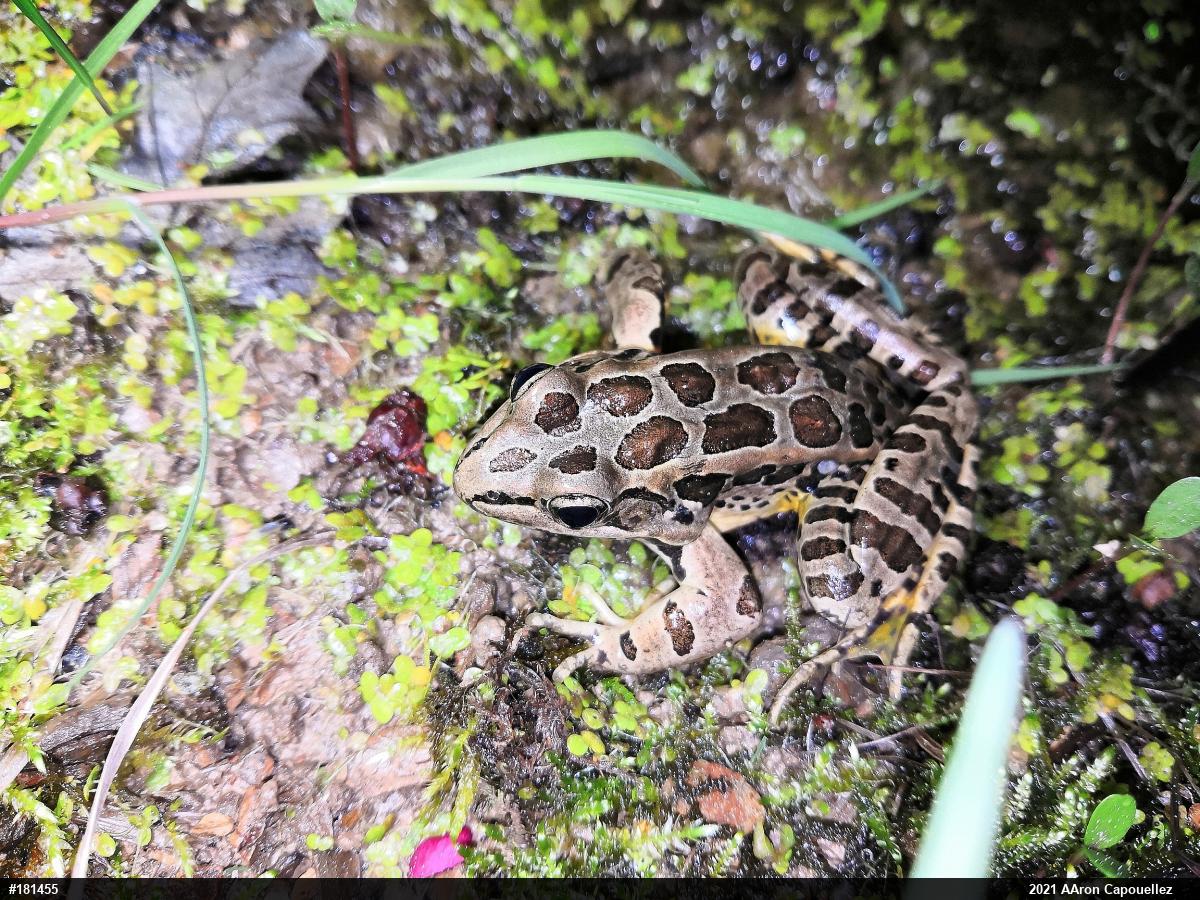 Pickerel Frog
