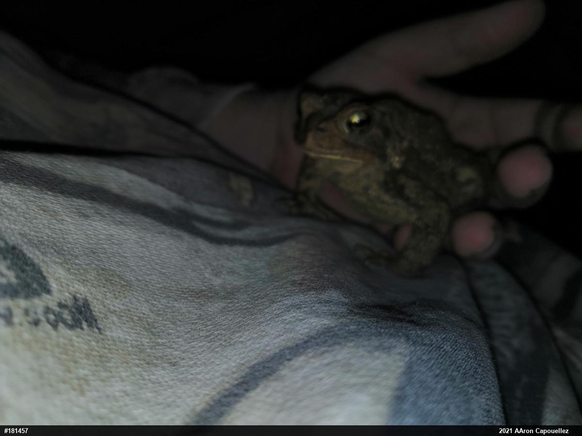 Eastern American Toad