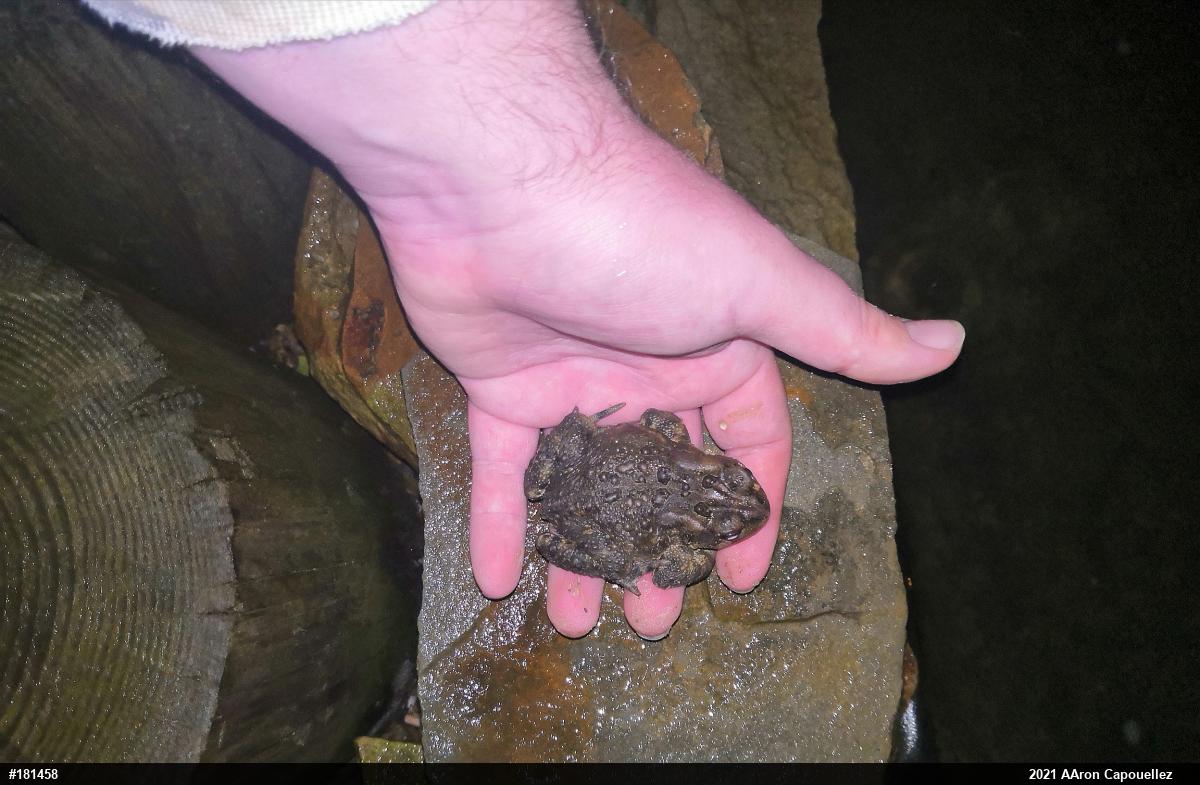 Eastern American Toad
