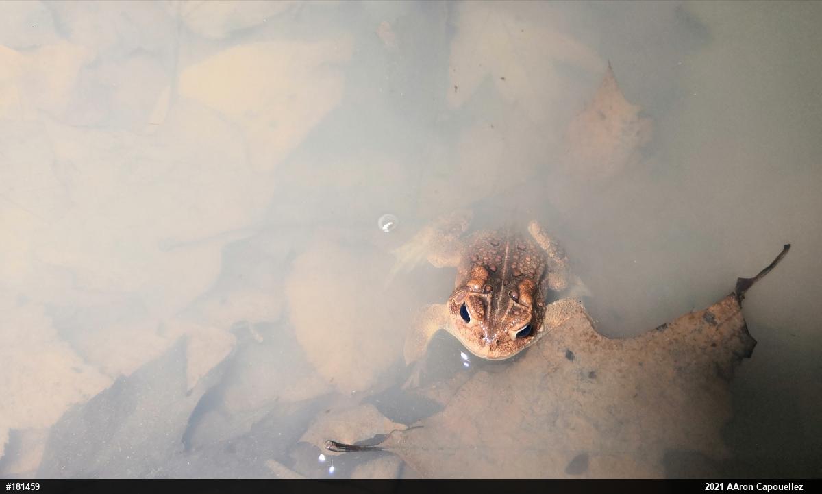 Eastern American Toad
