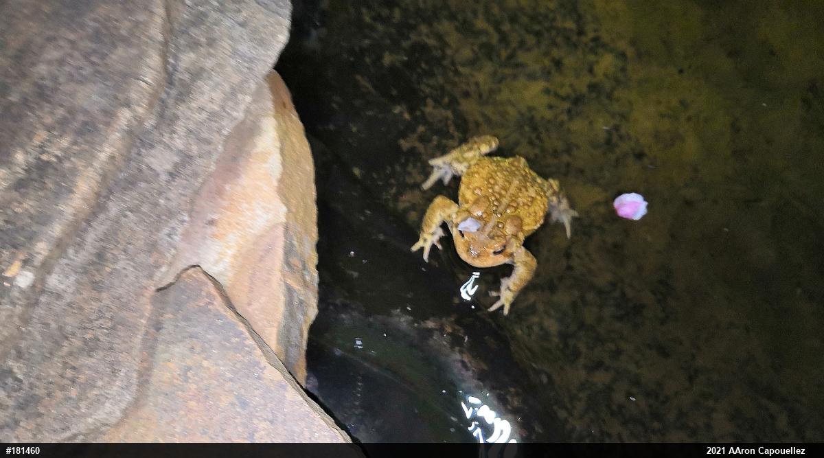 Eastern American Toad