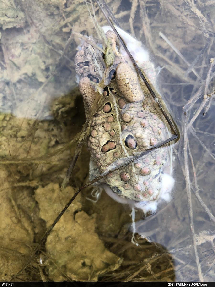 Eastern American Toad