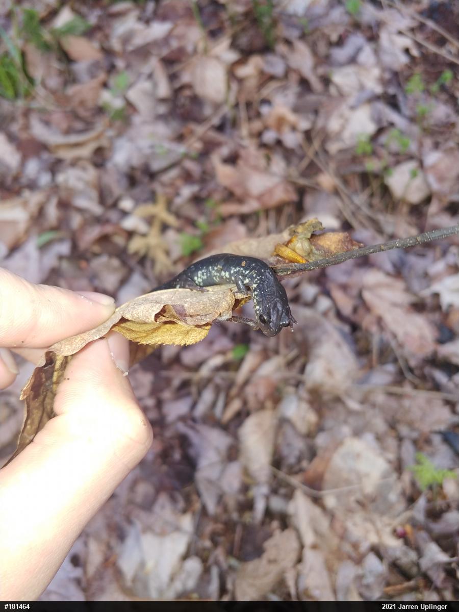Wehrle's Salamander