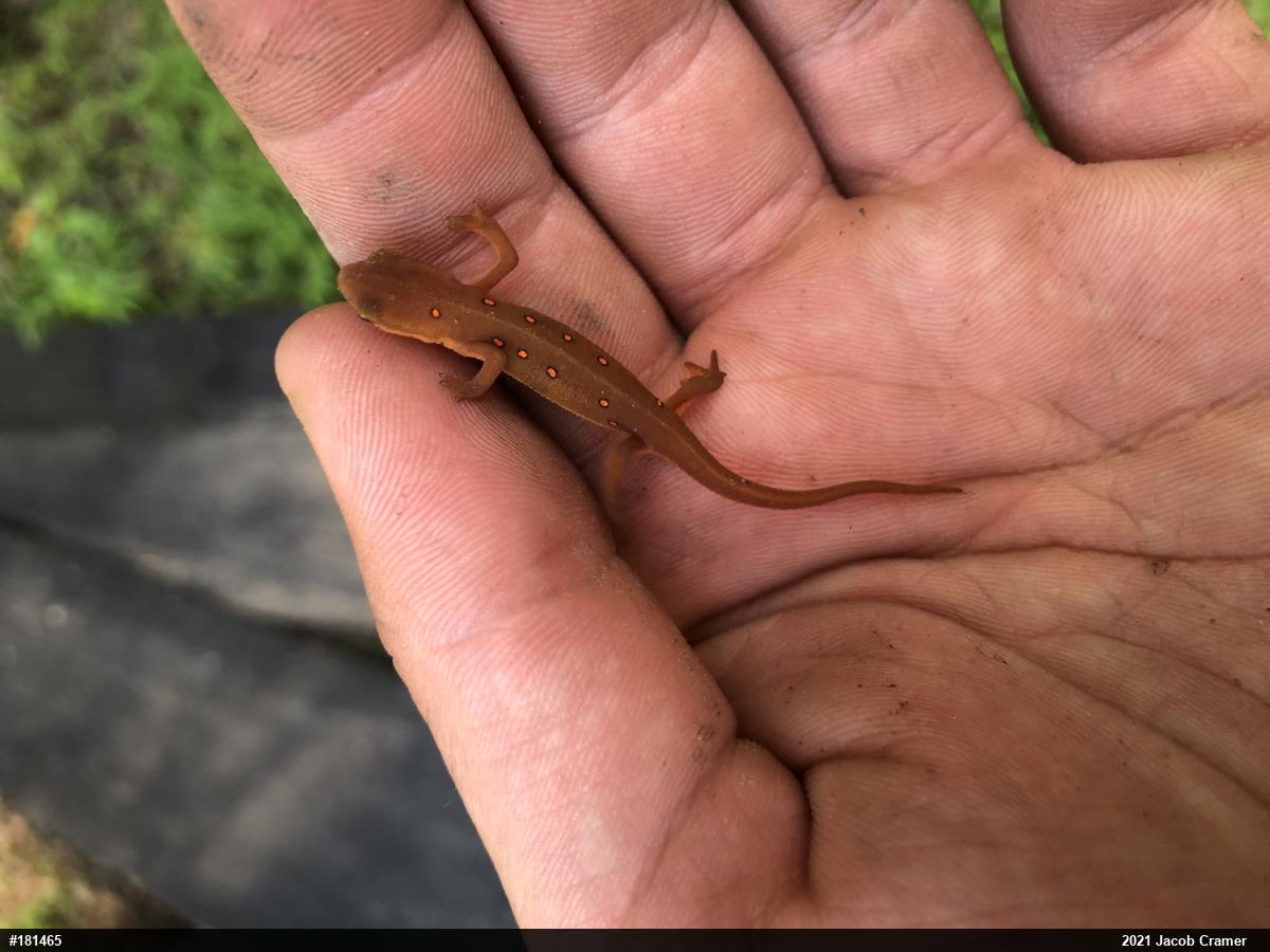 Red-spotted Newt