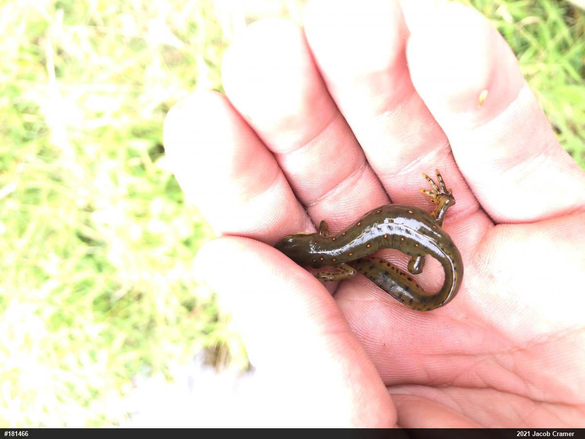 Red-spotted Newt
