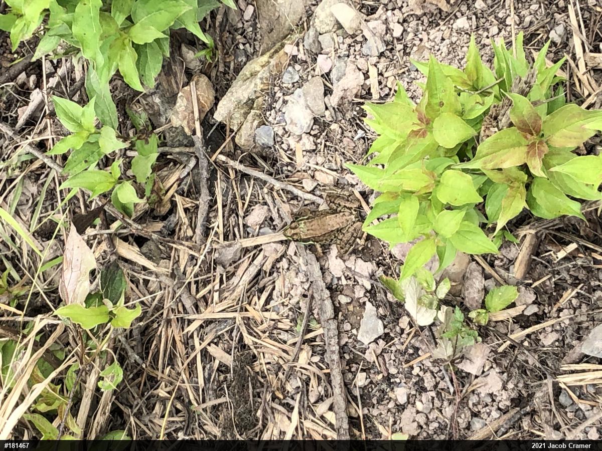 Green Frog