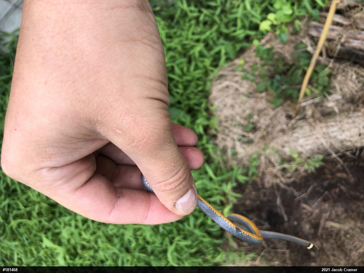 Northern Ring-necked Snake