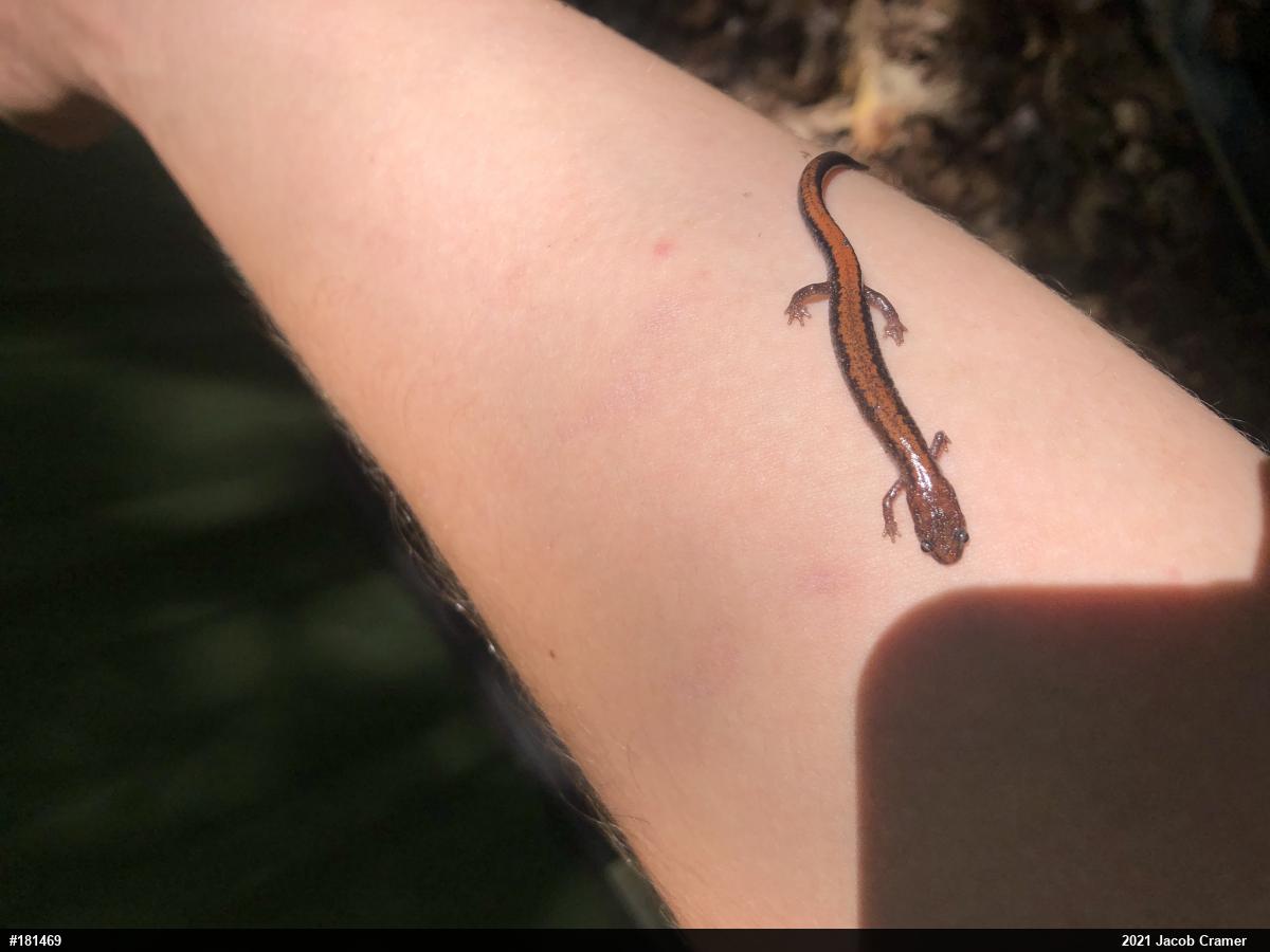 Eastern Red-backed  Salamander