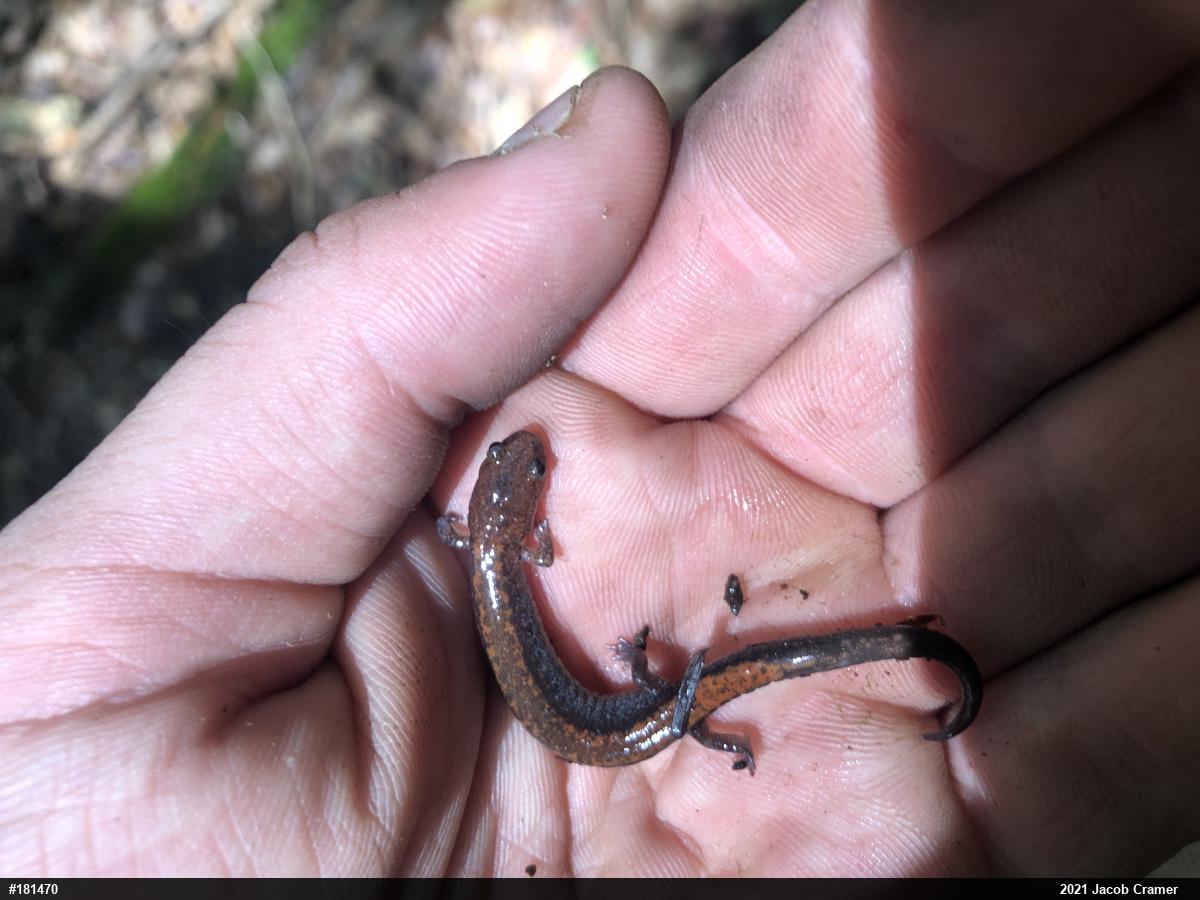 Eastern Red-backed  Salamander