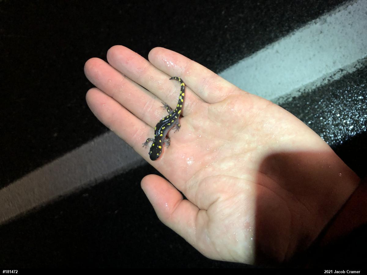 Spotted Salamander