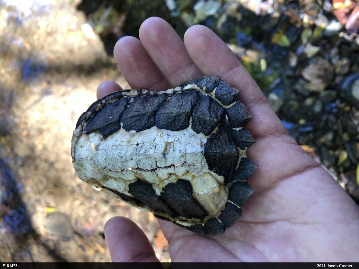 Snapping Turtle
