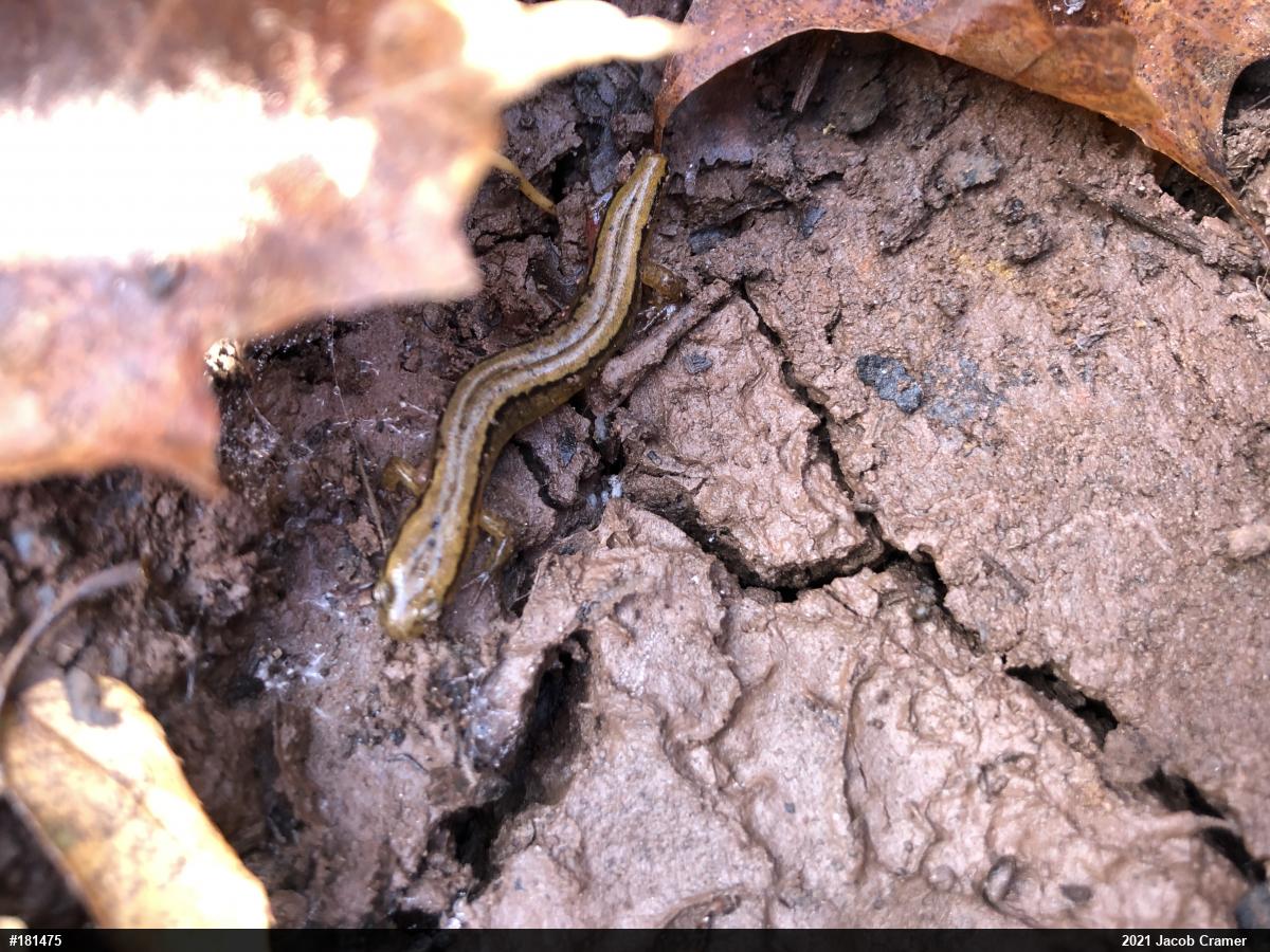 Northern Two-lined Salamander