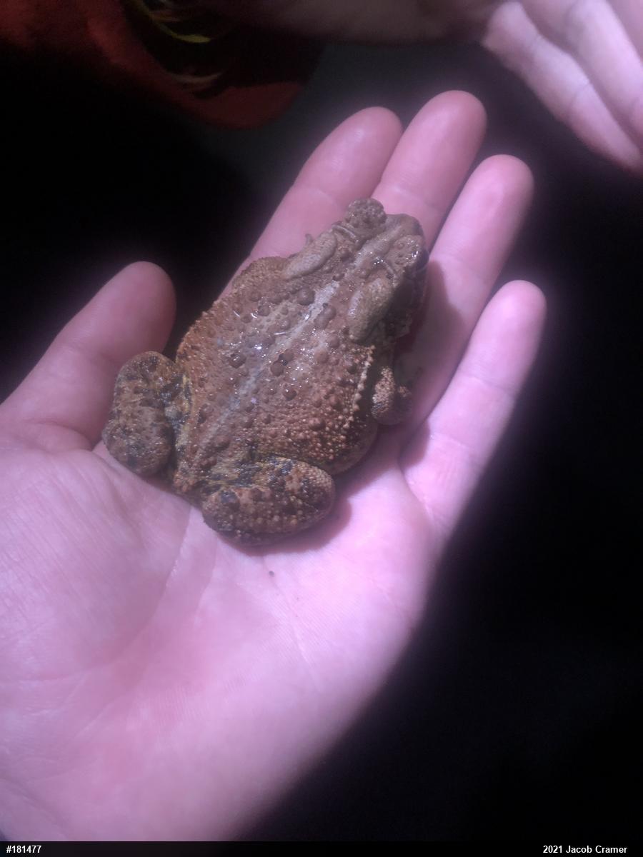 Eastern American Toad