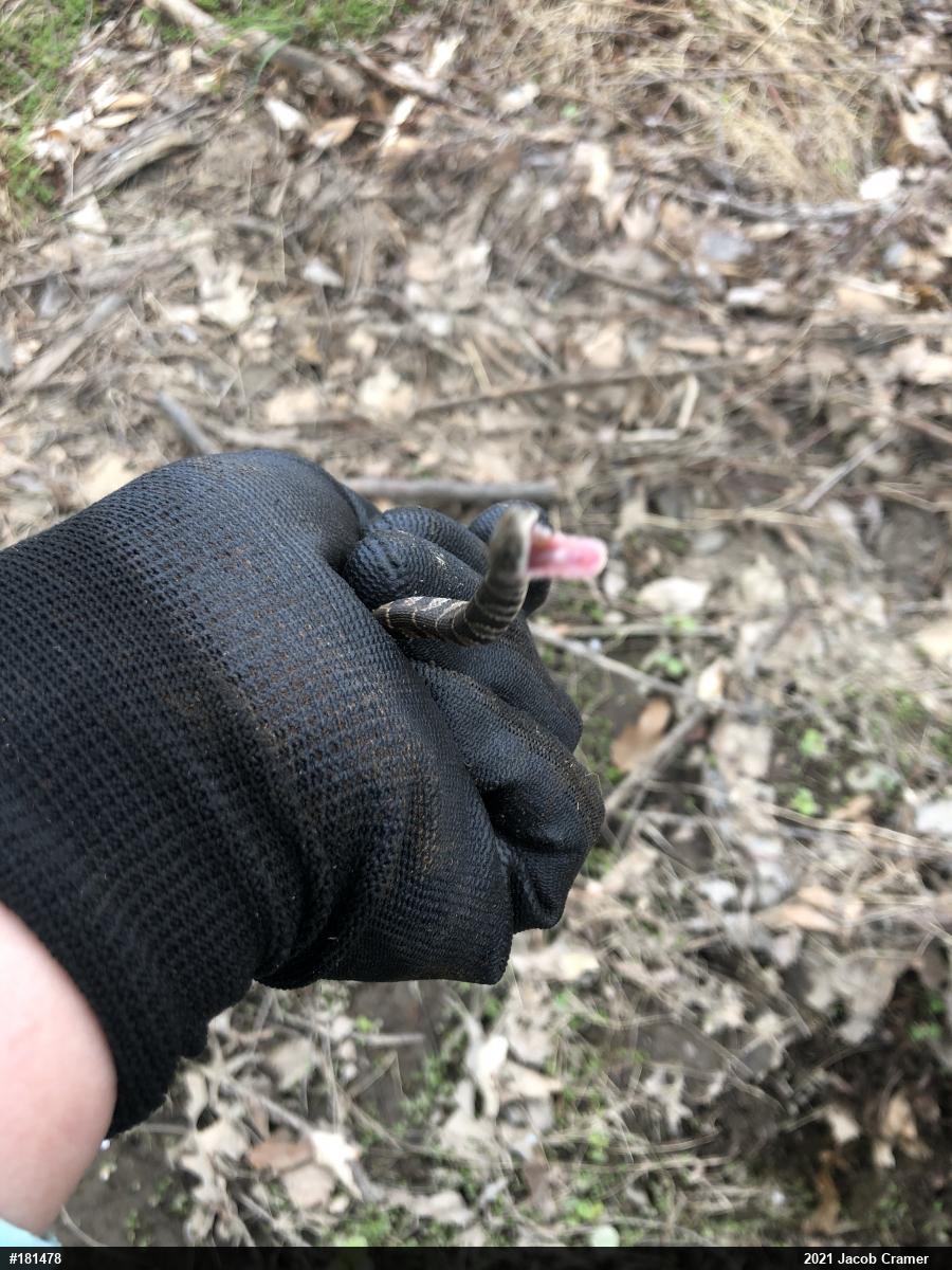 Northern Watersnake
