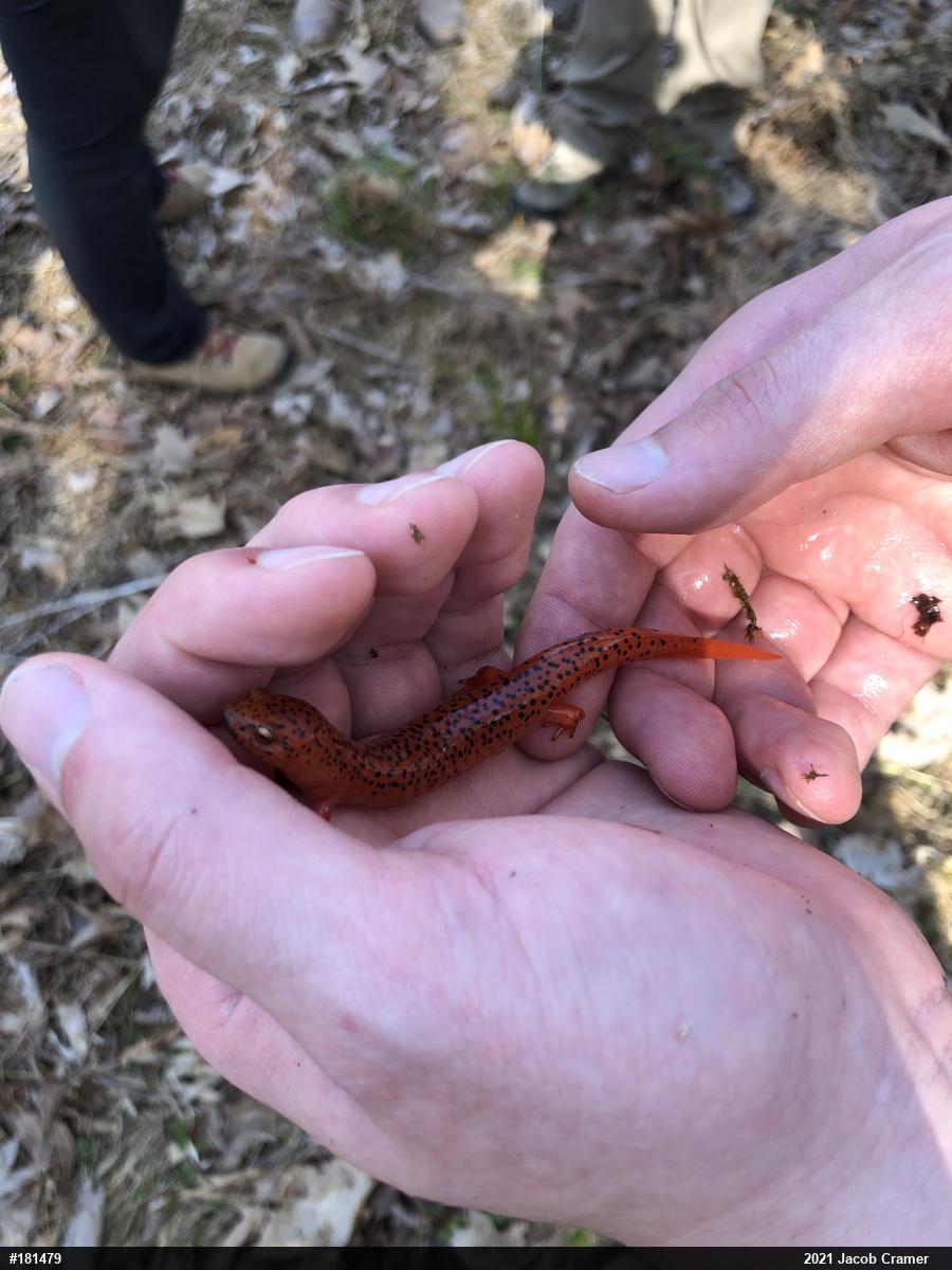 Northern Red Salamander