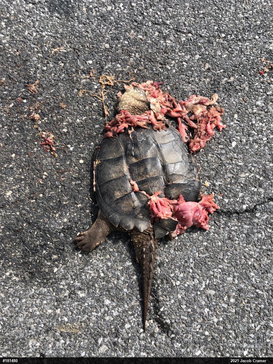 Snapping Turtle