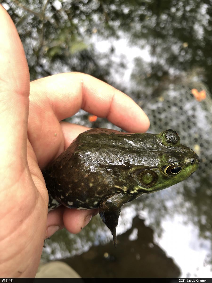 Green Frog