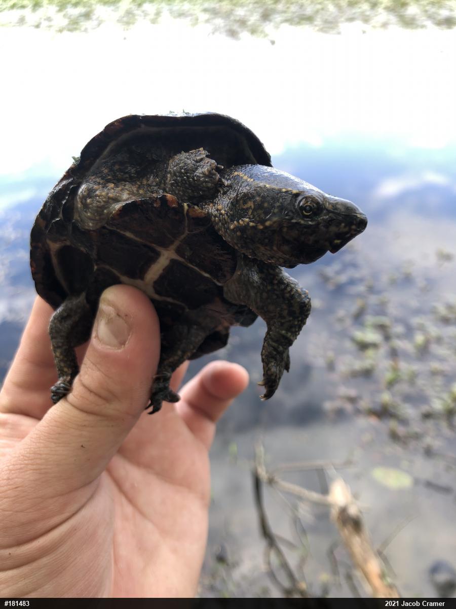 Eastern Musk Turtle