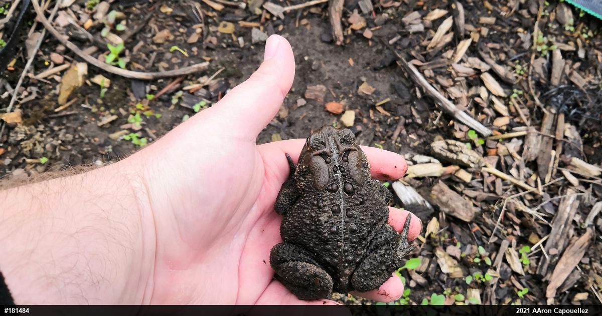 Eastern American Toad