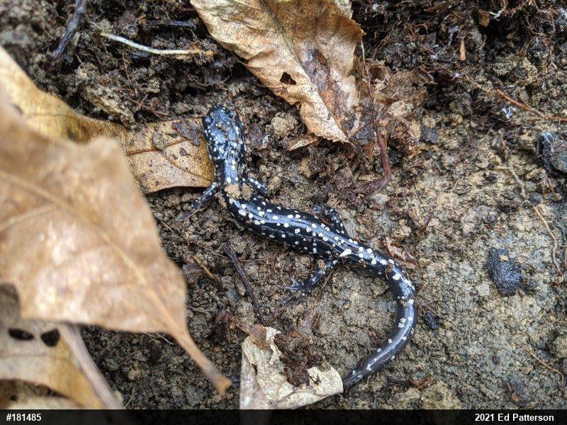 Northern Slimy Salamander